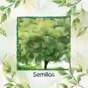 250 Semillas Orgánicas De Árbol Nim