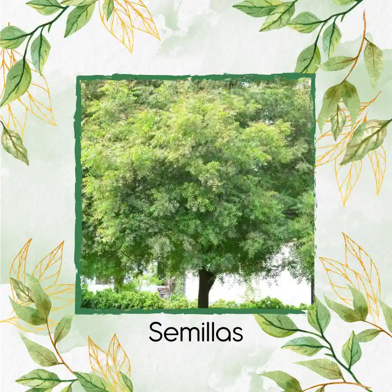 250 Semillas Orgánicas De Árbol Nim