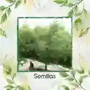 250 Semillas Orgánicas De Árbol Nim