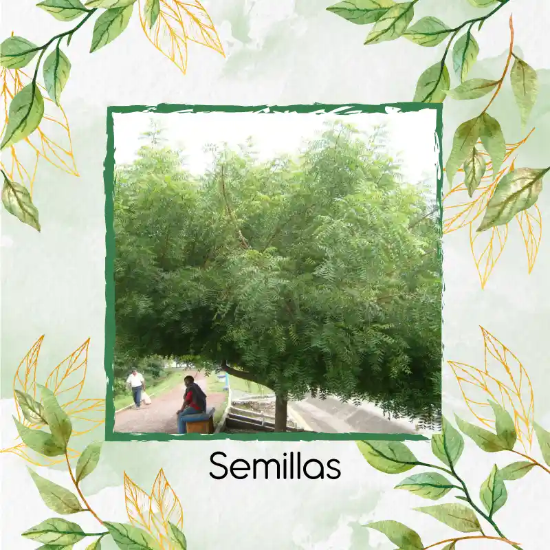 250 Semillas Orgánicas De Árbol Nim