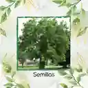 250 Semillas Orgánicas De Árbol Nim