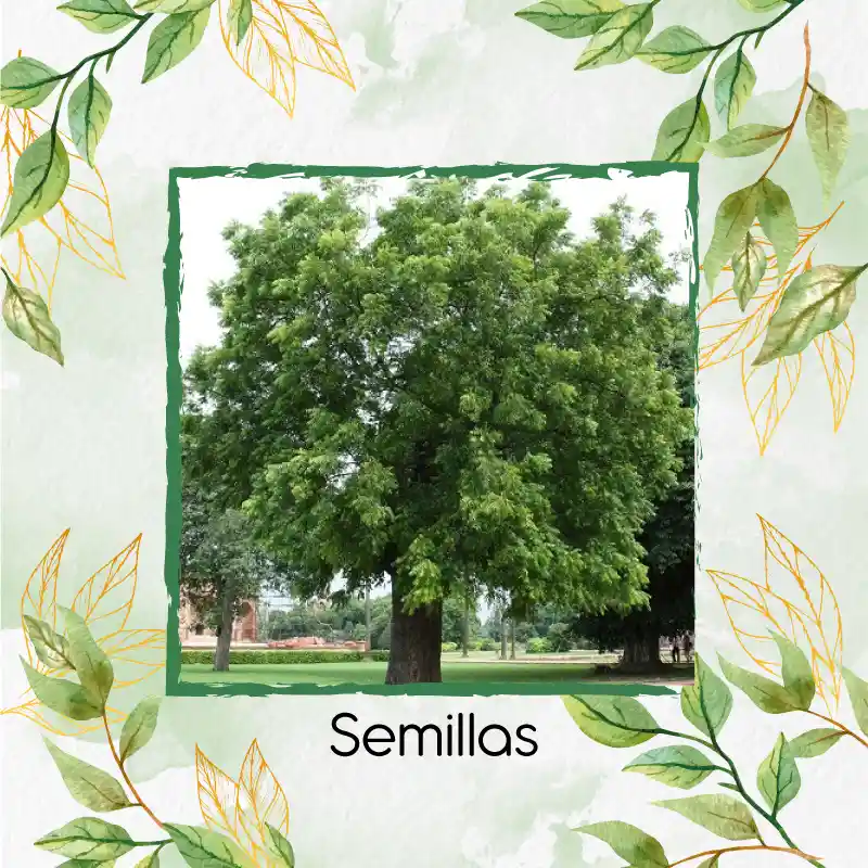 250 Semillas Orgánicas De Árbol Nim
