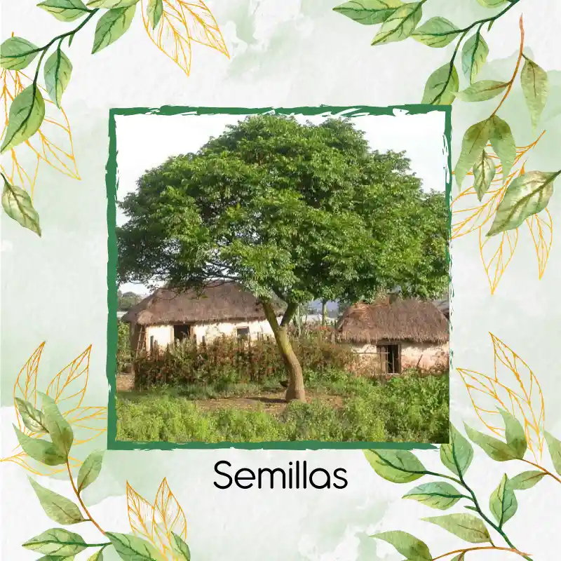 500 Semillas Orgánicas De Árbol Nim