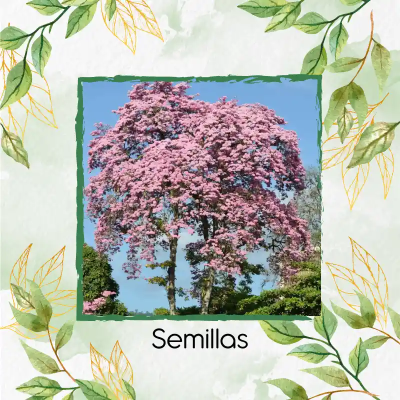 100 Semillas Orgánicas De Árbol Ocobo