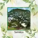 100 Semillas Orgánicas De Árbol Orejero
