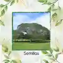 100 Semillas Orgánicas De Árbol Orejero