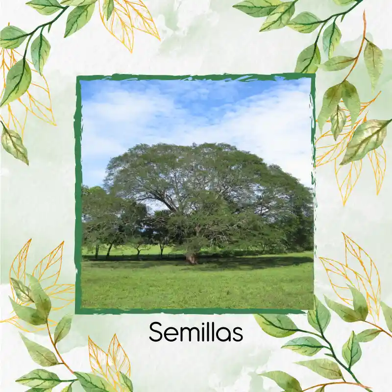 100 Semillas Orgánicas De Árbol Orejero