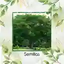 100 Semillas Orgánicas De Árbol Orejero
