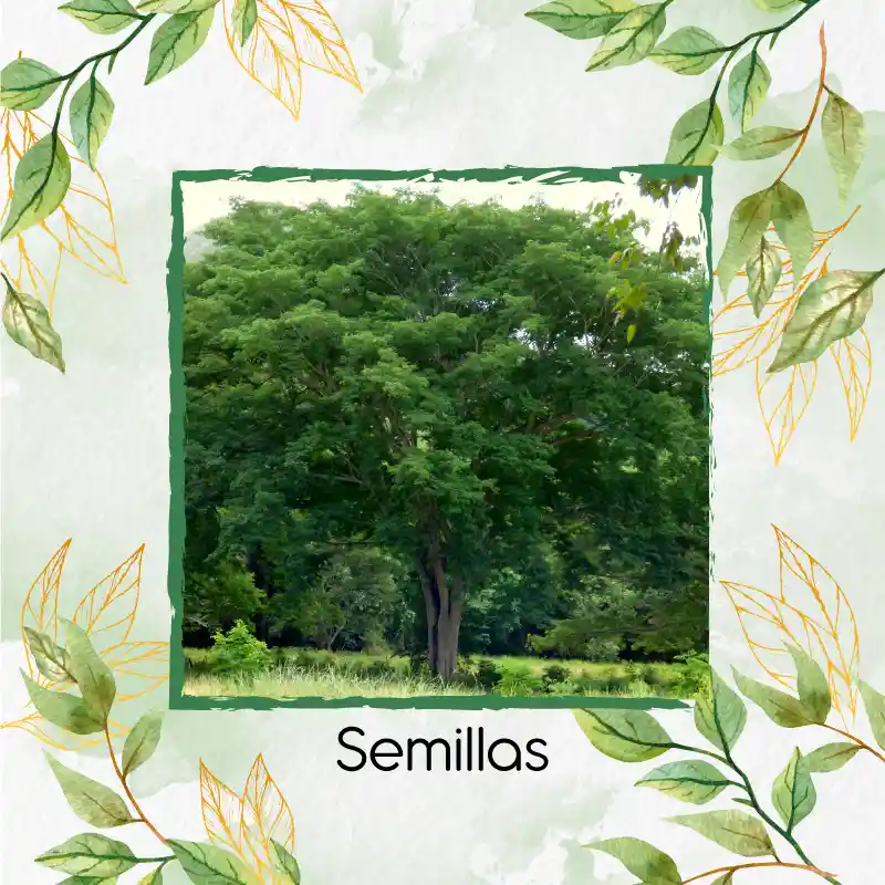 100 Semillas Orgánicas De Árbol Orejero