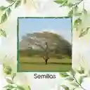 100 Semillas Orgánicas De Árbol Orejero