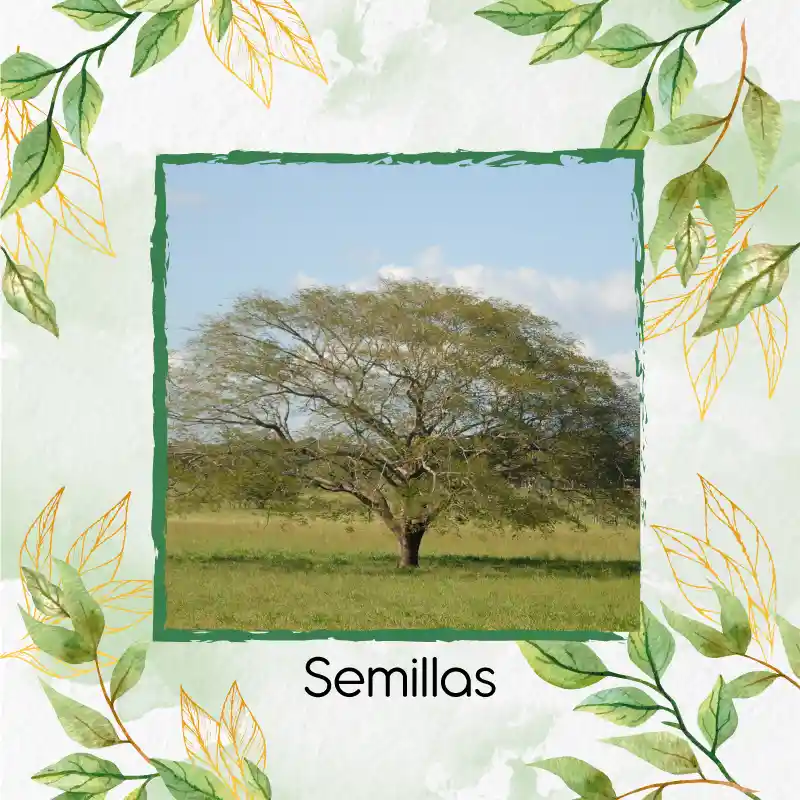 100 Semillas Orgánicas De Árbol Orejero