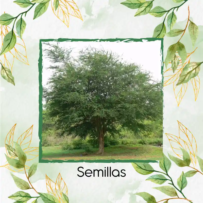 25 Semillas Orgánicas De Árbol Payande