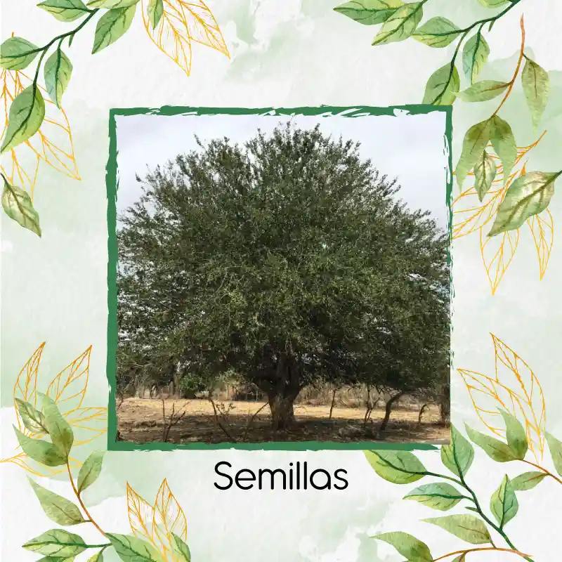 50 Semillas Orgánicas De Árbol Payande