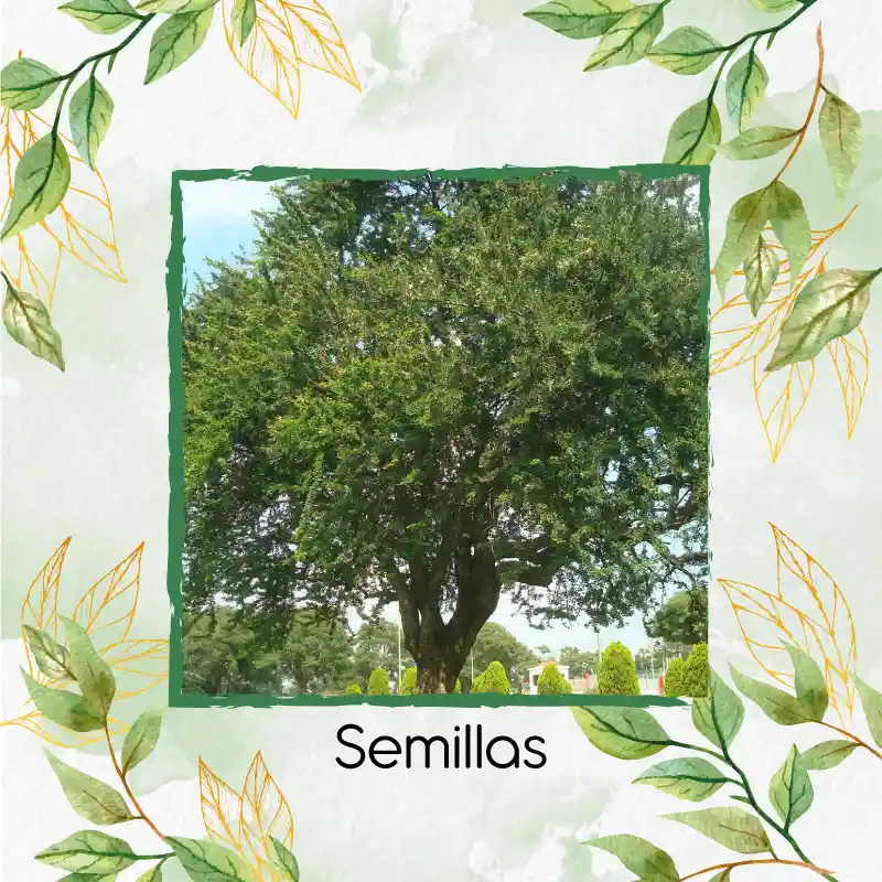 50 Semillas Orgánicas De Árbol Payande