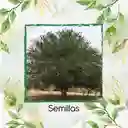 500 Semillas Orgánicas De Árbol Payande