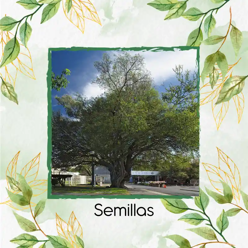 500 Semillas Orgánicas De Árbol Payande