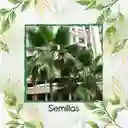 150 Semillas Orgánicas De Palma Abanico