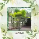 150 Semillas Orgánicas De Palma Abanico