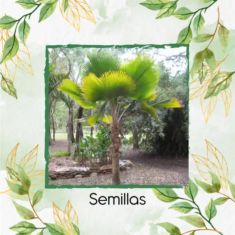 150 Semillas Orgánicas De Palma Abanico