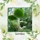 150 Semillas Orgánicas De Palma Abanico