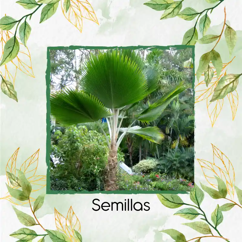 150 Semillas Orgánicas De Palma Abanico