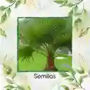 150 Semillas Orgánicas De Palma Abanico