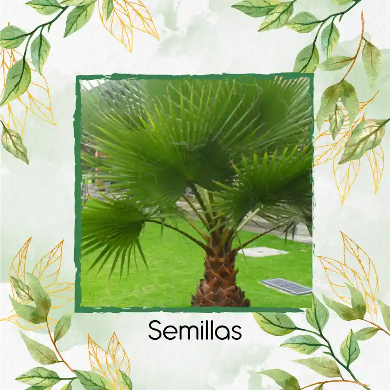 150 Semillas Orgánicas De Palma Abanico