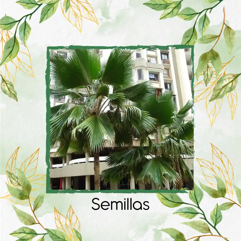 600 Semillas Orgánicas De Palma Abanico