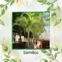 8 Semillas Orgánicas De Palma Areca