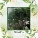 60 Semillas Orgánicas De Palma Areca