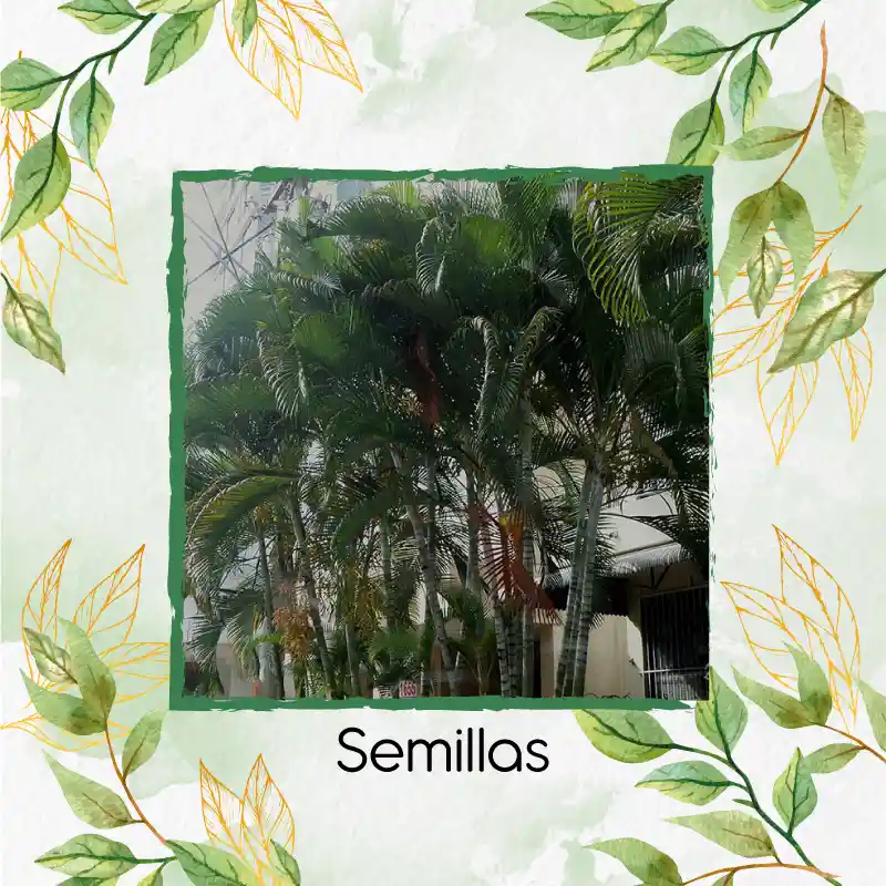 60 Semillas Orgánicas De Palma Areca