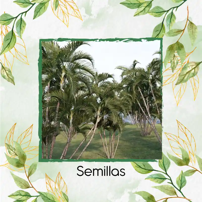 60 Semillas Orgánicas De Palma Areca
