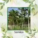 60 Semillas Orgánicas De Palma Areca