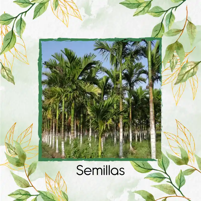 60 Semillas Orgánicas De Palma Areca