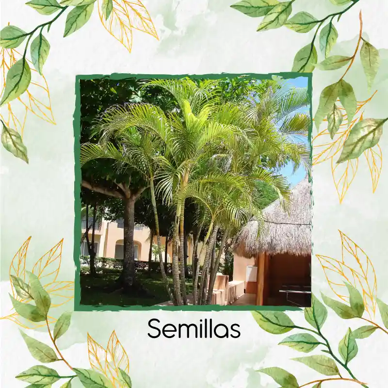 60 Semillas Orgánicas De Palma Areca