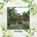 300 Semillas Orgánicas De Palma Areca