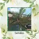 15 Semillas Orgánicas De Palma Botella