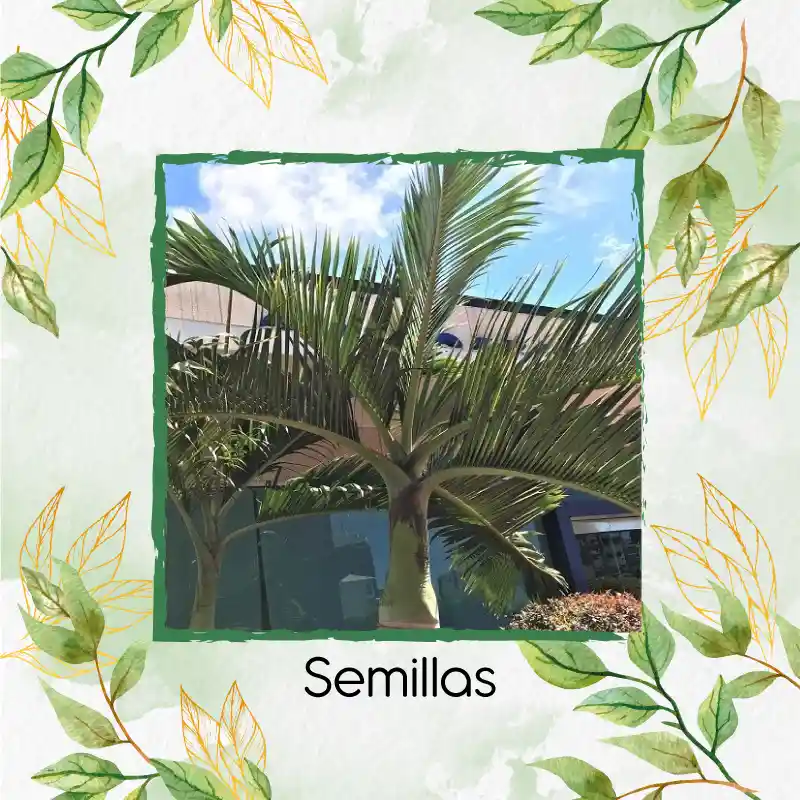 15 Semillas Orgánicas De Palma Botella