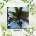 300 Semillas Orgánicas De Palma Botella