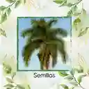 300 Semillas Orgánicas De Palma Botella