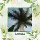 300 Semillas Orgánicas De Palma Botella