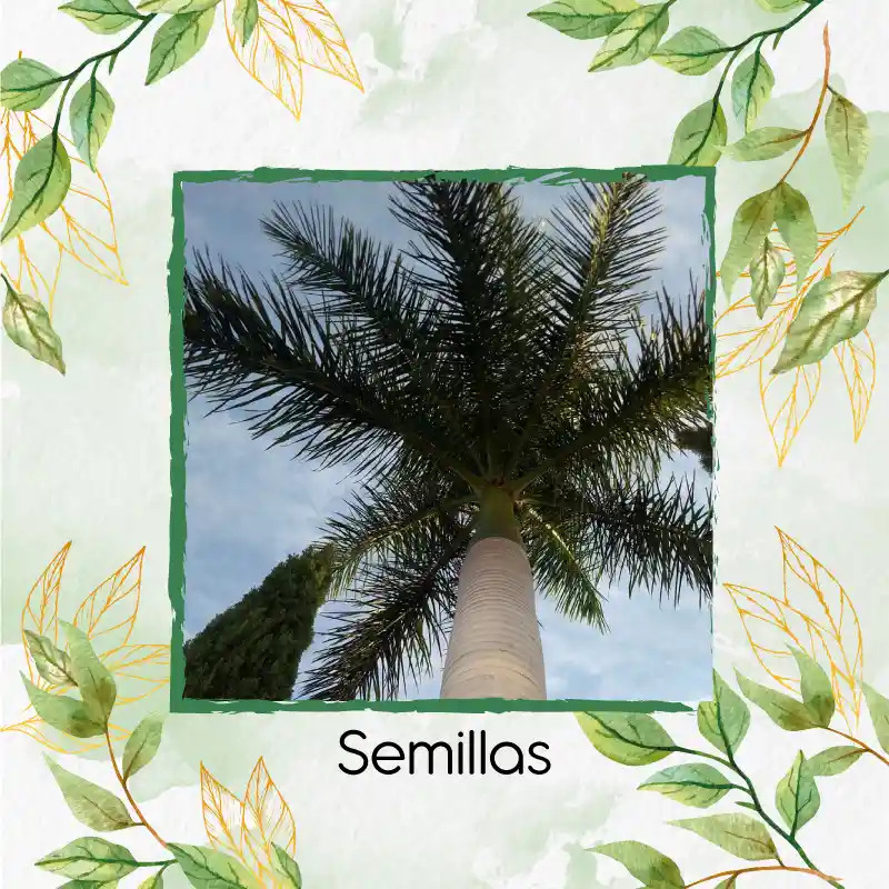600 Semillas Orgánicas De Palma Botella