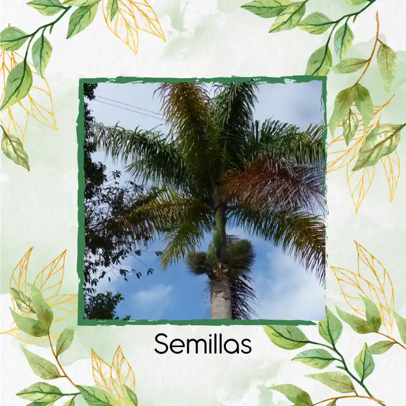 600 Semillas Orgánicas De Palma Botella