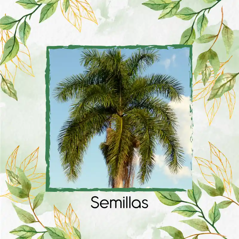 600 Semillas Orgánicas De Palma Botella