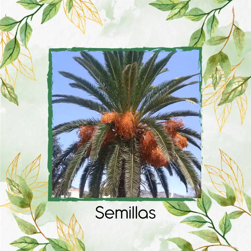 3 Semillas Orgánicas De Palma Canariensis