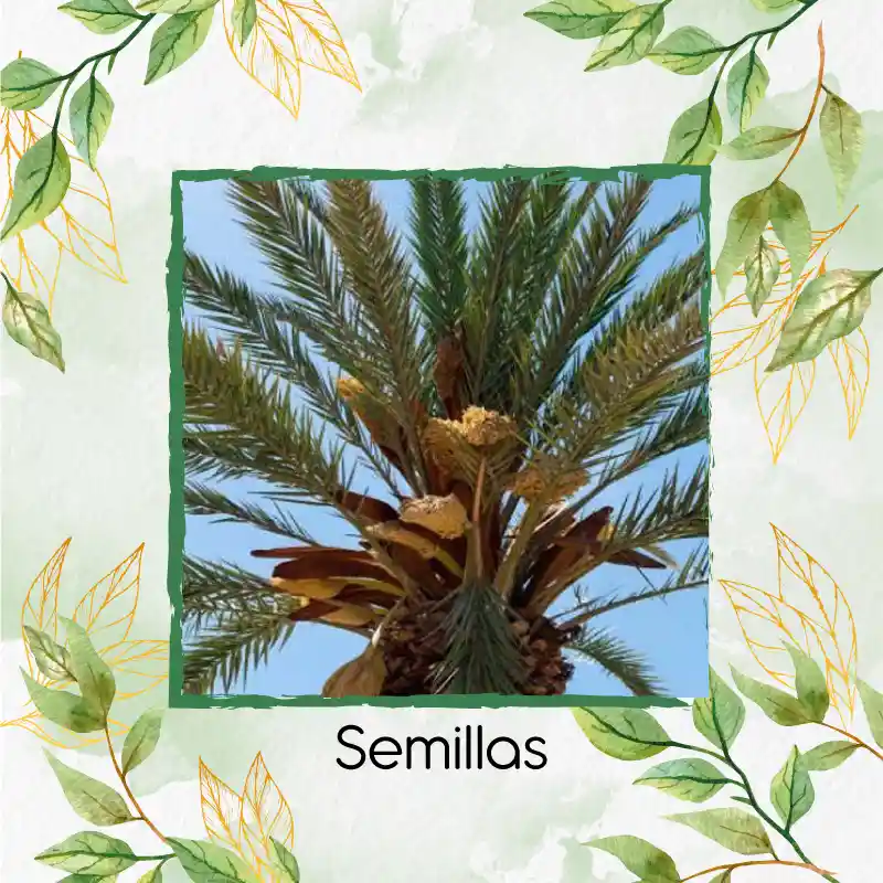 3 Semillas Orgánicas De Palma Canariensis