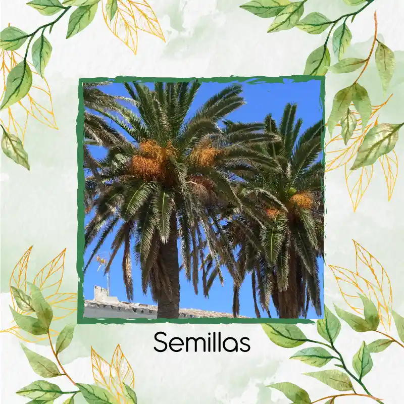 5 Semillas Orgánicas De Palma Canariensis