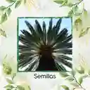 5 Semillas Orgánicas De Palma Canariensis