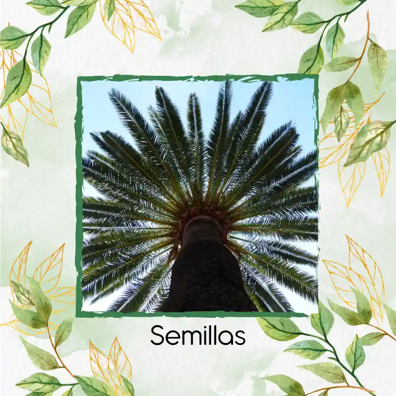 5 Semillas Orgánicas De Palma Canariensis