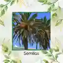 50 Semillas Orgánicas De Palma Canariensis